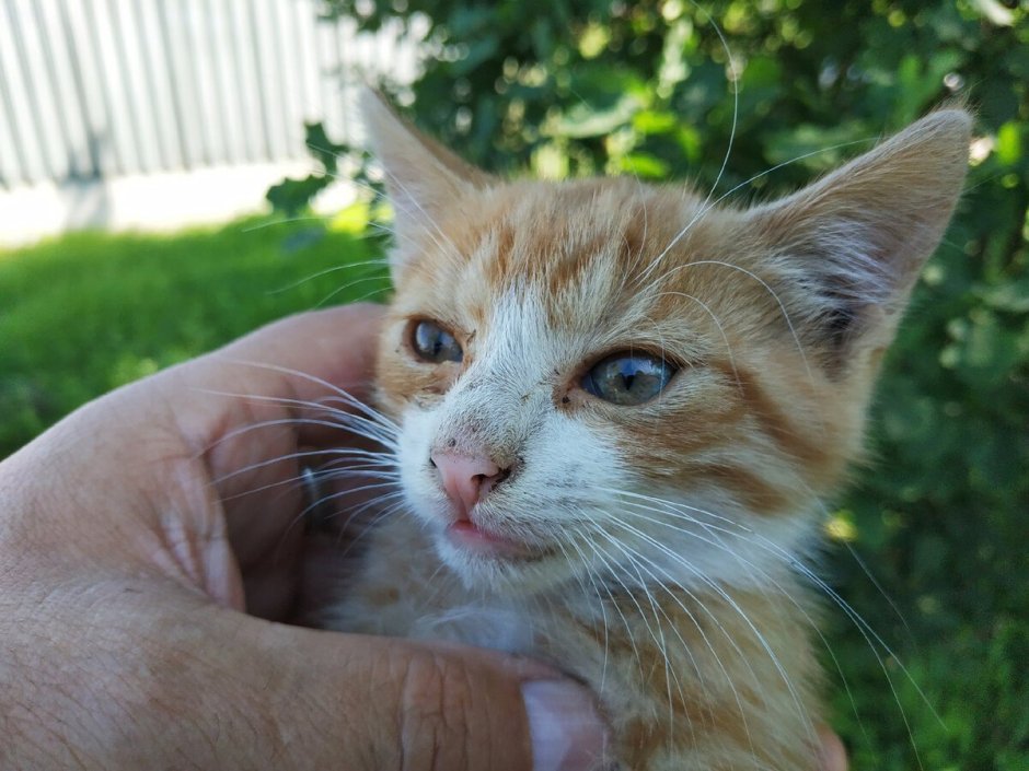 Лентиго у рыжих котов фото