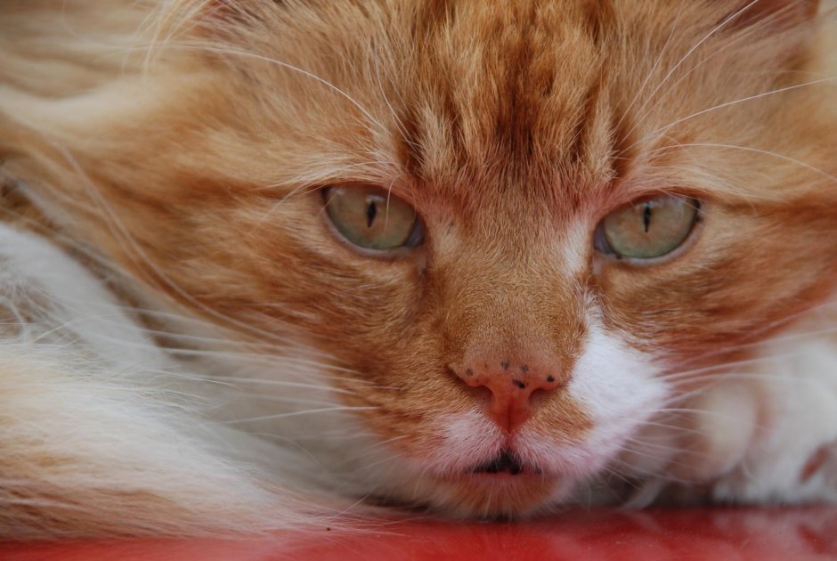 Морда рыжего кота
