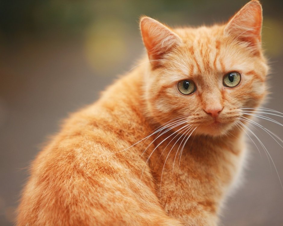 Лентиго у рыжих котов фото