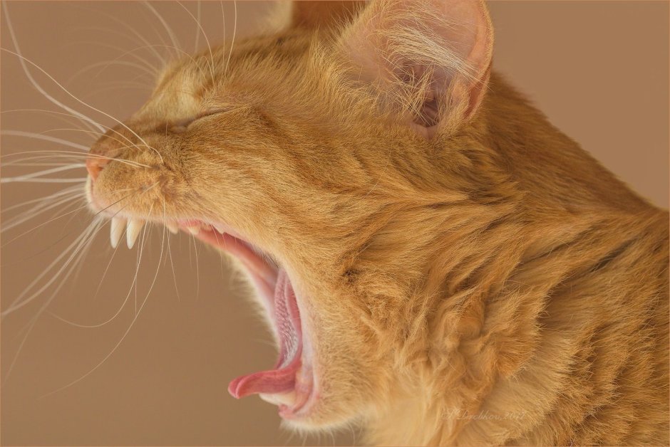Рыжий котенок зевает