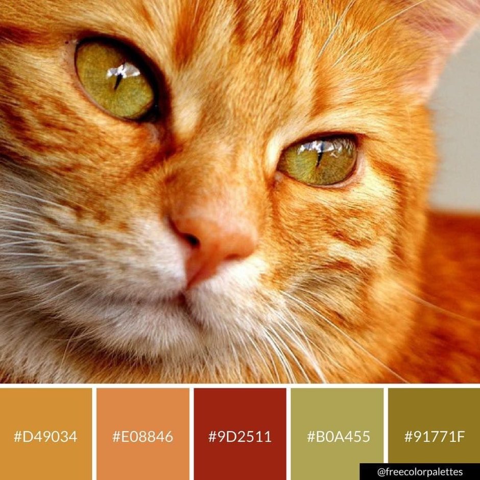Палитра кошек
