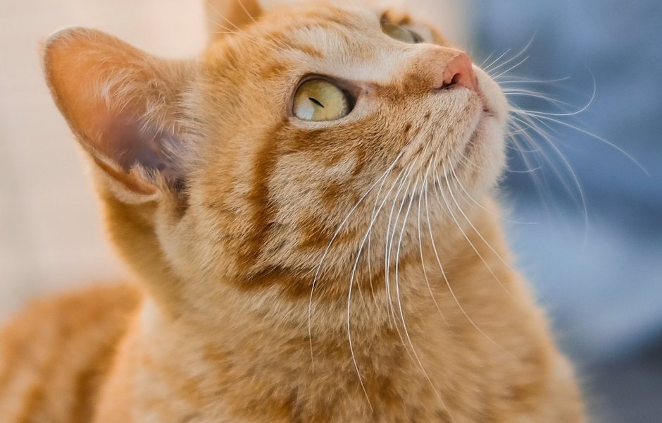 Рыжий кот смотрит вверх