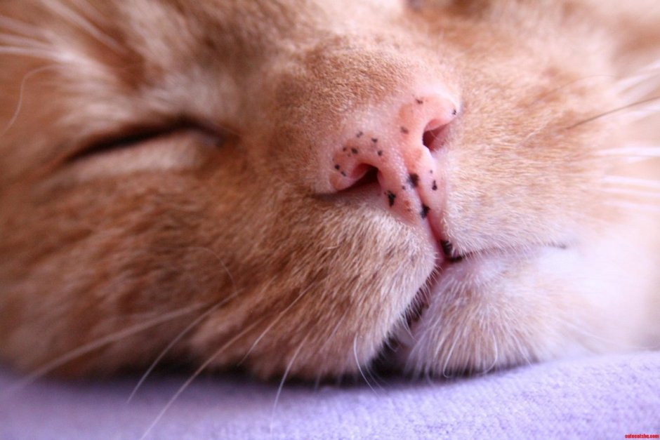 Рыжая кошка с оранжевыми глазами