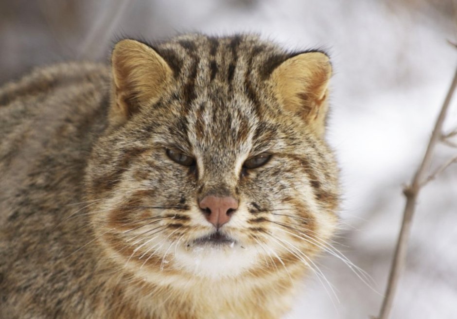 Амурский камышовый кот