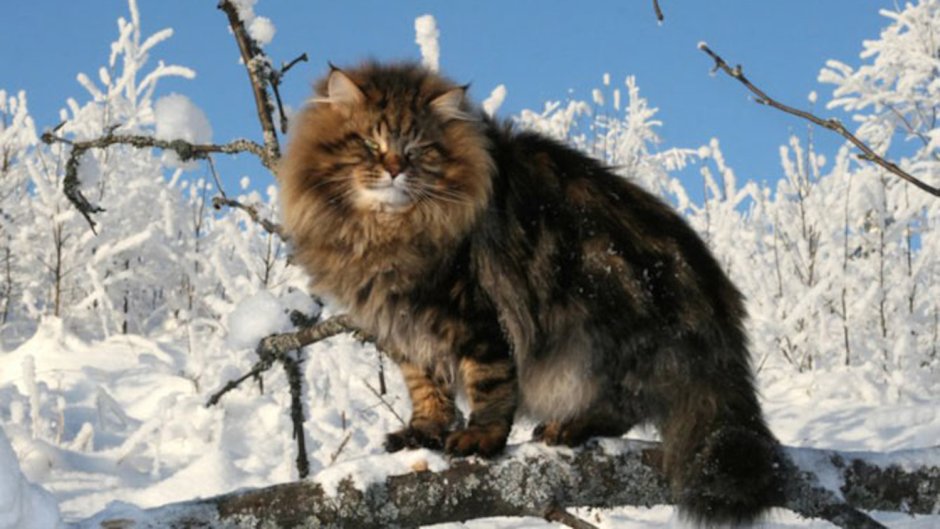 Сибирский Лесной кот