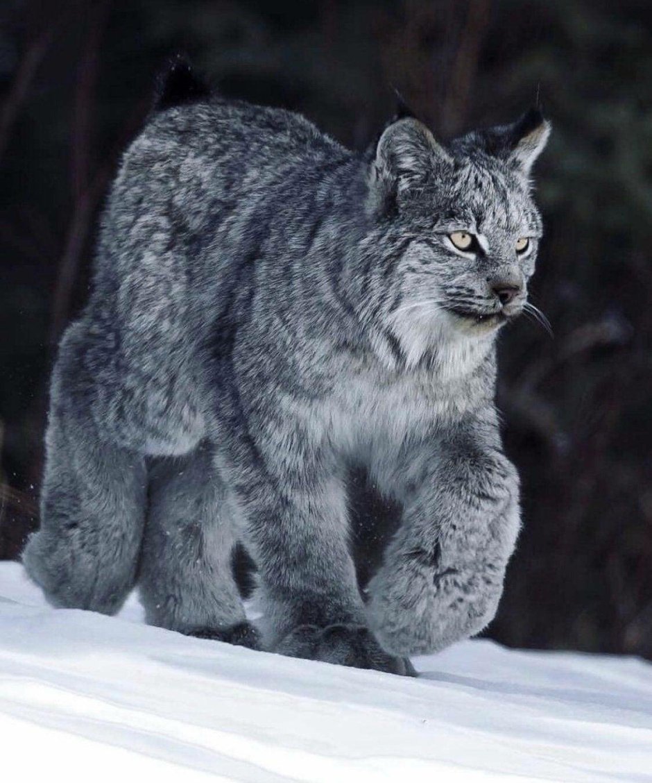 Канадская Рысь Северной Америки