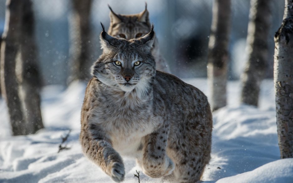 Рысь Felis Lynx