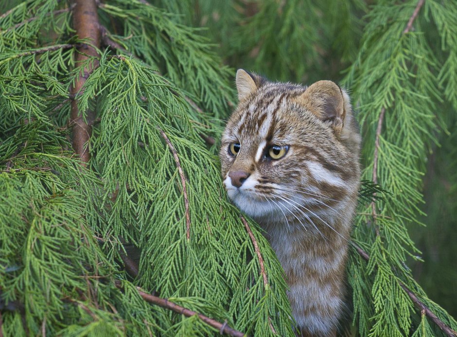 Уссурийский Амурский Лесной кот