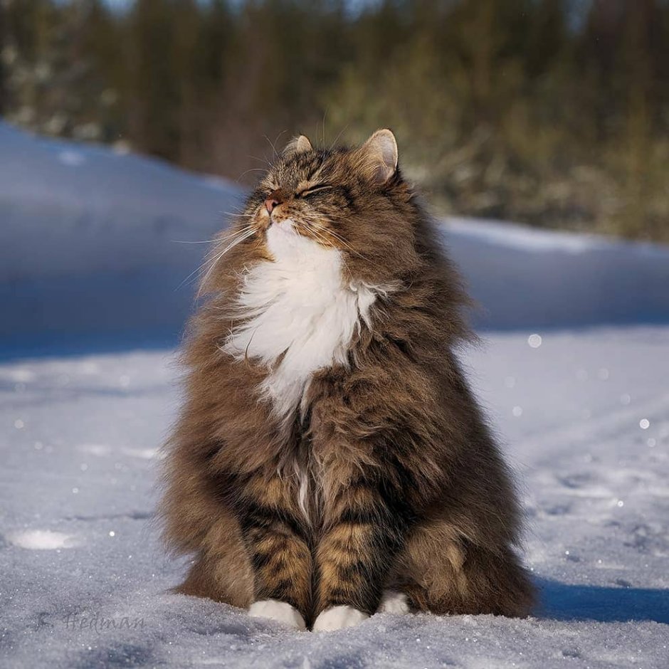 Сибирский таежный кот