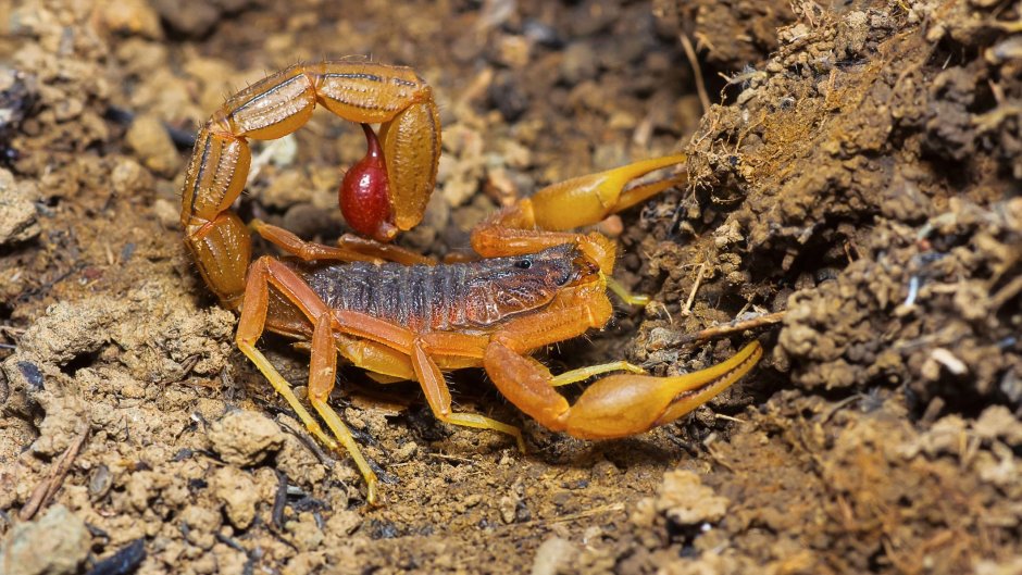 Hottentotta tamulus