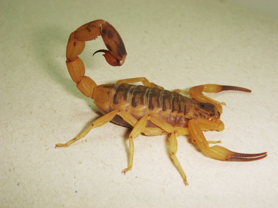 Скорпион Microbothus pusillus