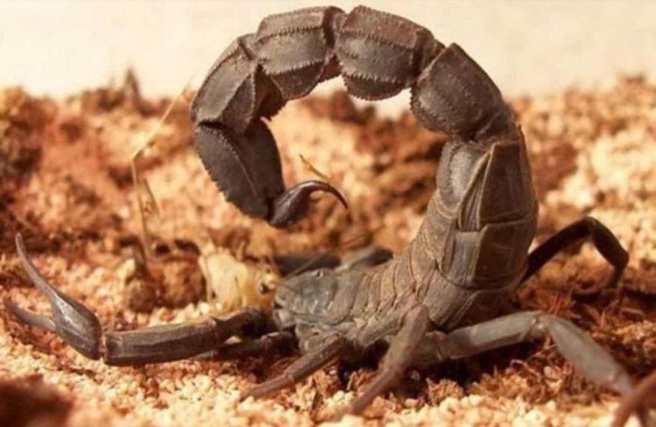 Androctonus mauritanicus