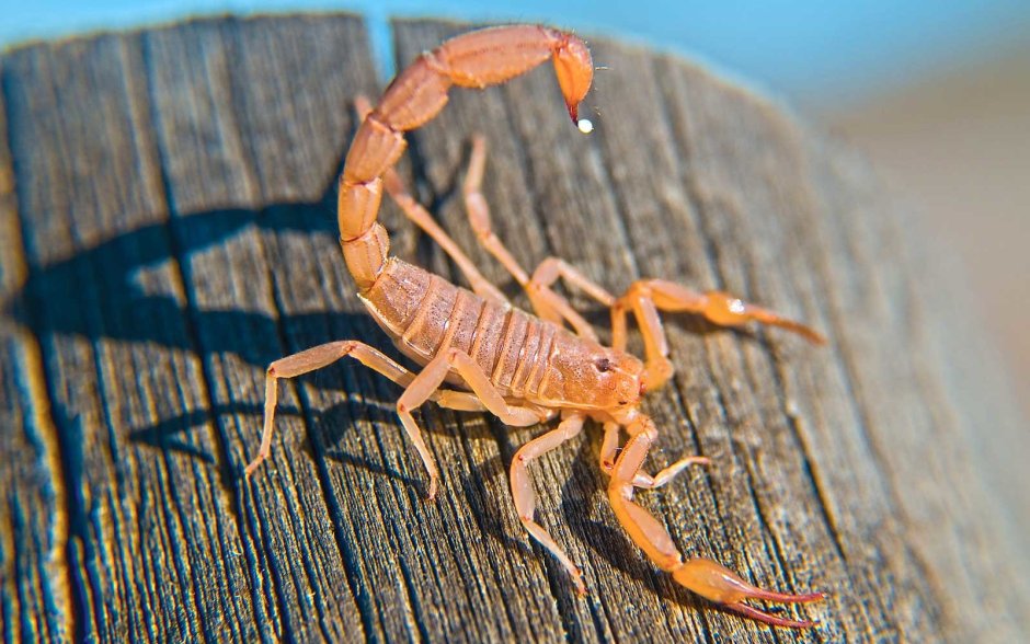 Euscorpius italicus