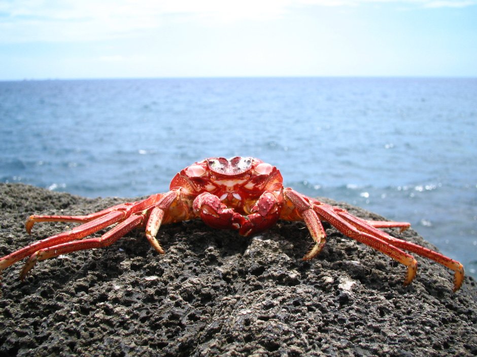 Крабы охотского моря