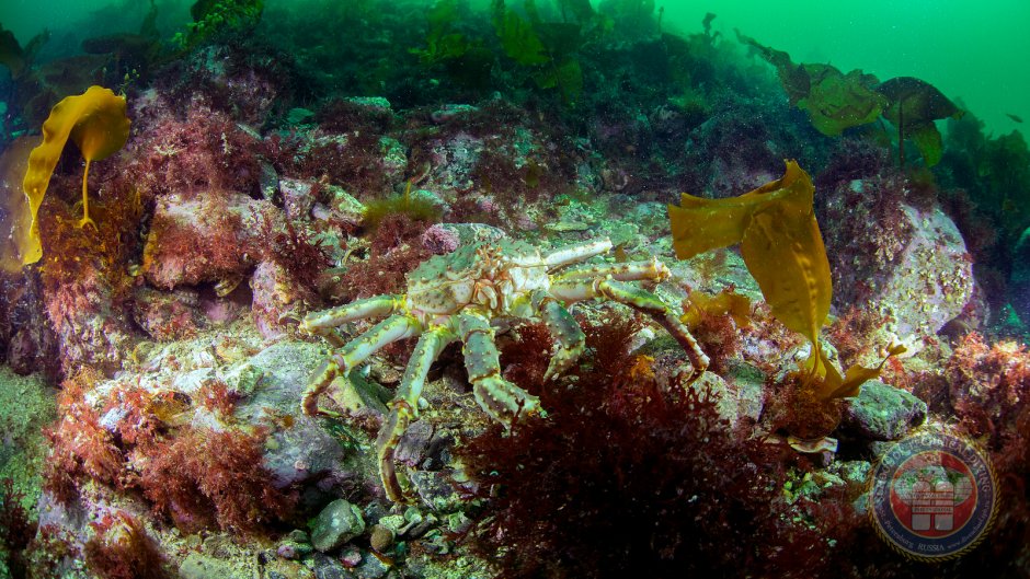 Краб морской Баренцево море