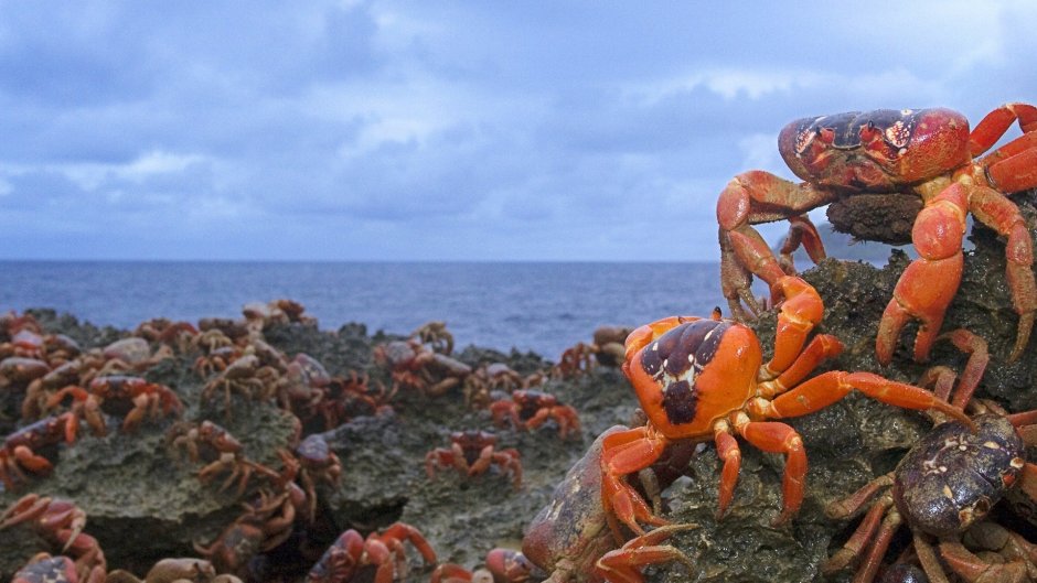 Крабы черного моря