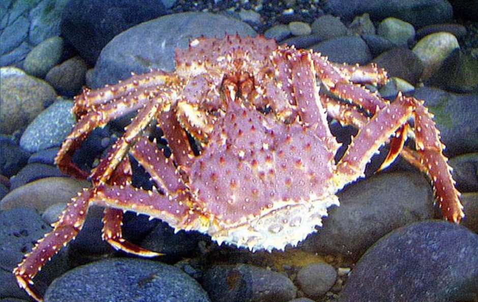 Крабы Королевские Охотское море