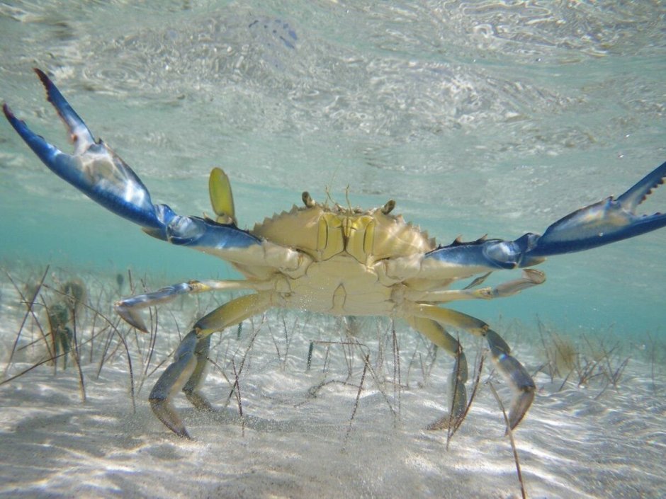 Краб плавунец черного моря