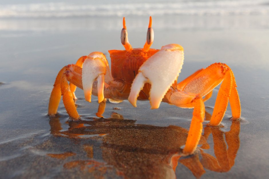 Морской краб