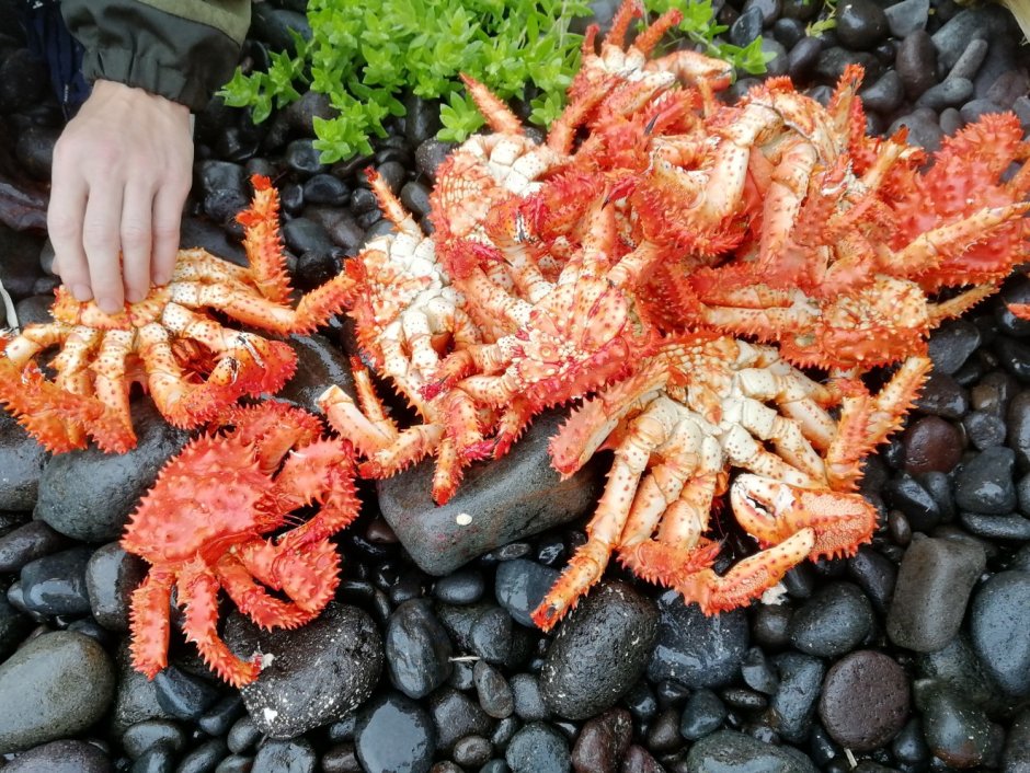 Крабы Охотского моря