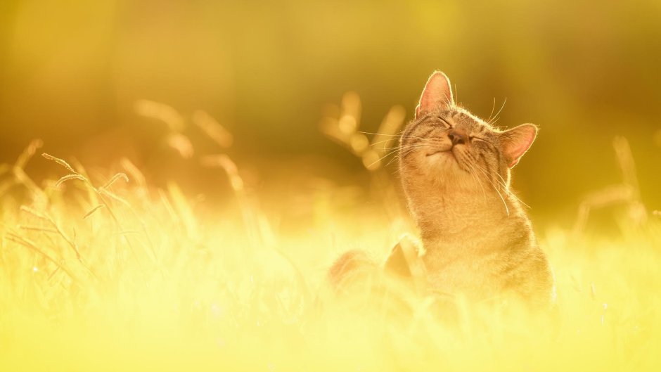 Кошка на море