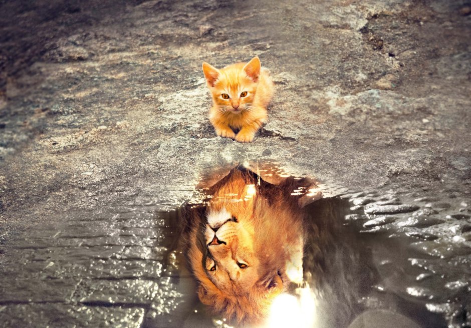 Отражение котенка в луже