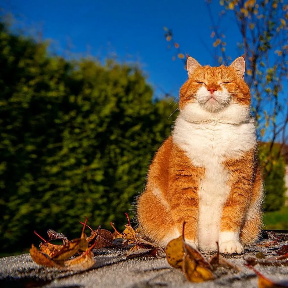 Солнечный кот