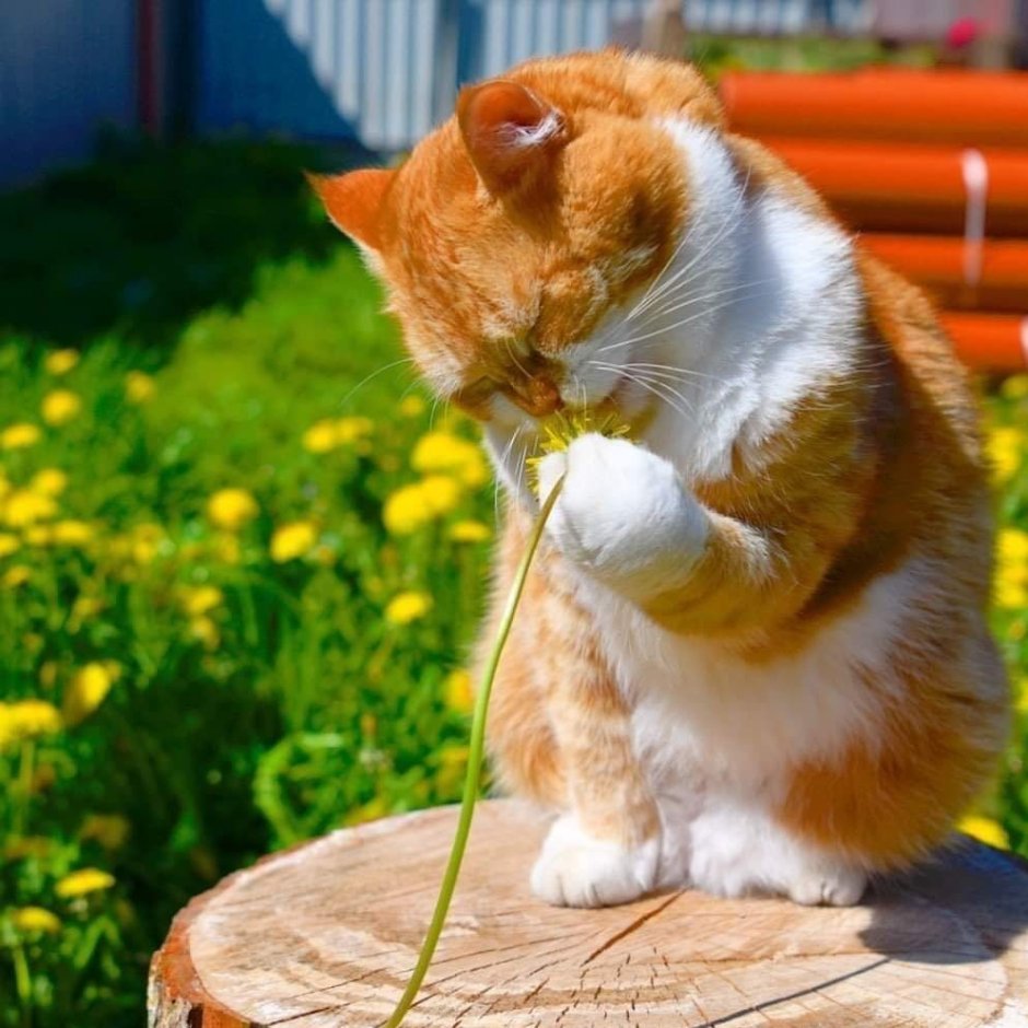 Позитивный рыжий кот