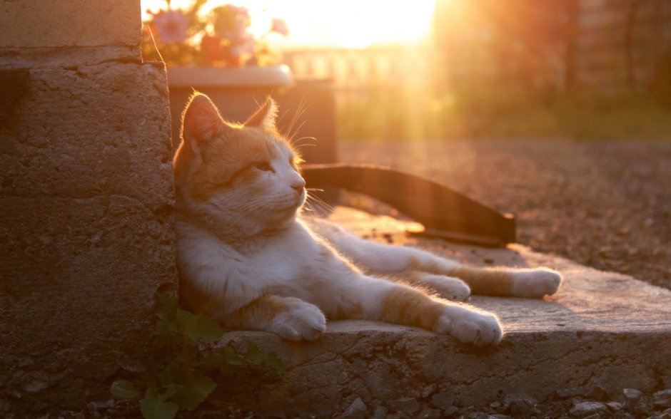 Кот на солнышке