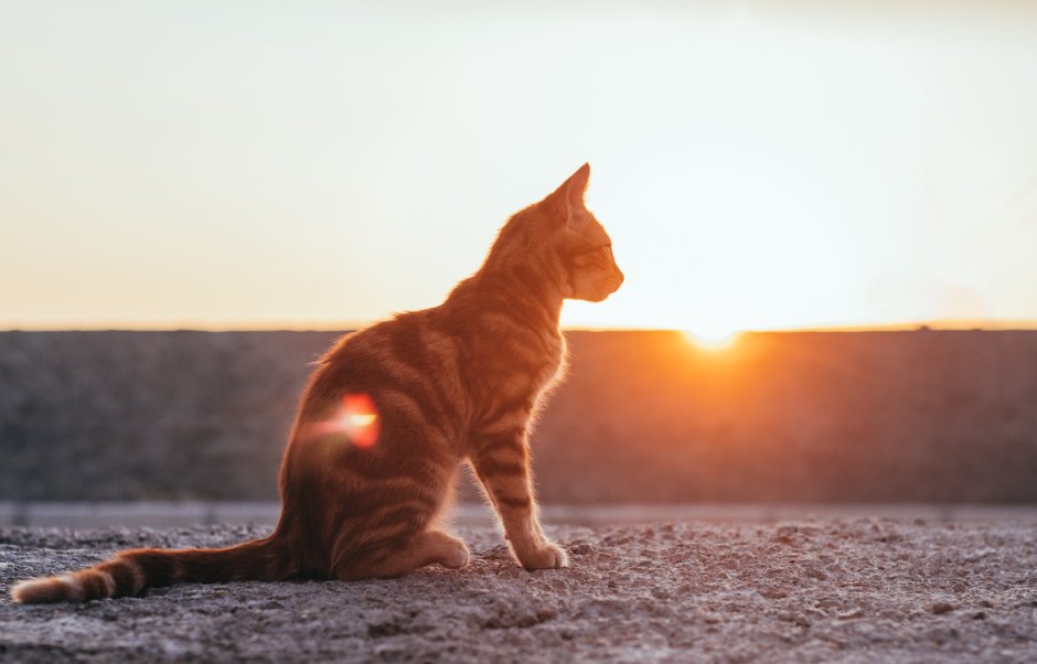 Кот в солнечных лучах