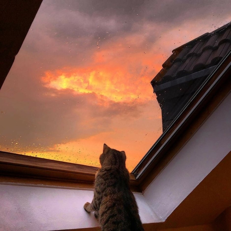 Кошка на рассвете
