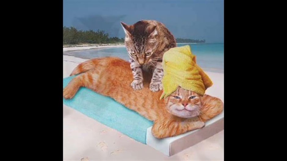 Кошка на отдыхе