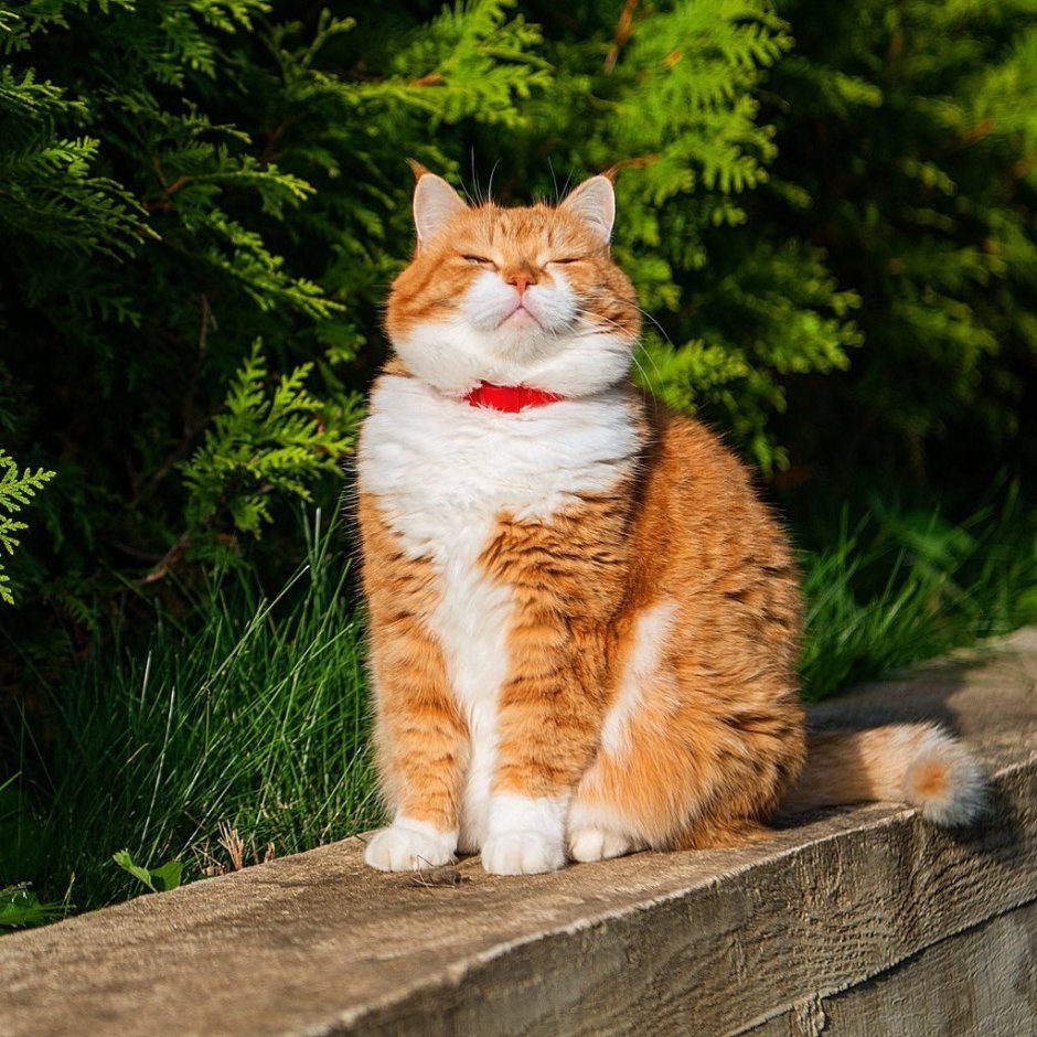 Толстый рыжий кот
