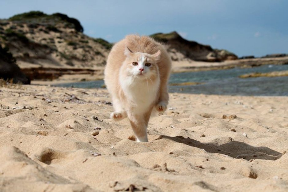 Кошка на берегу моря