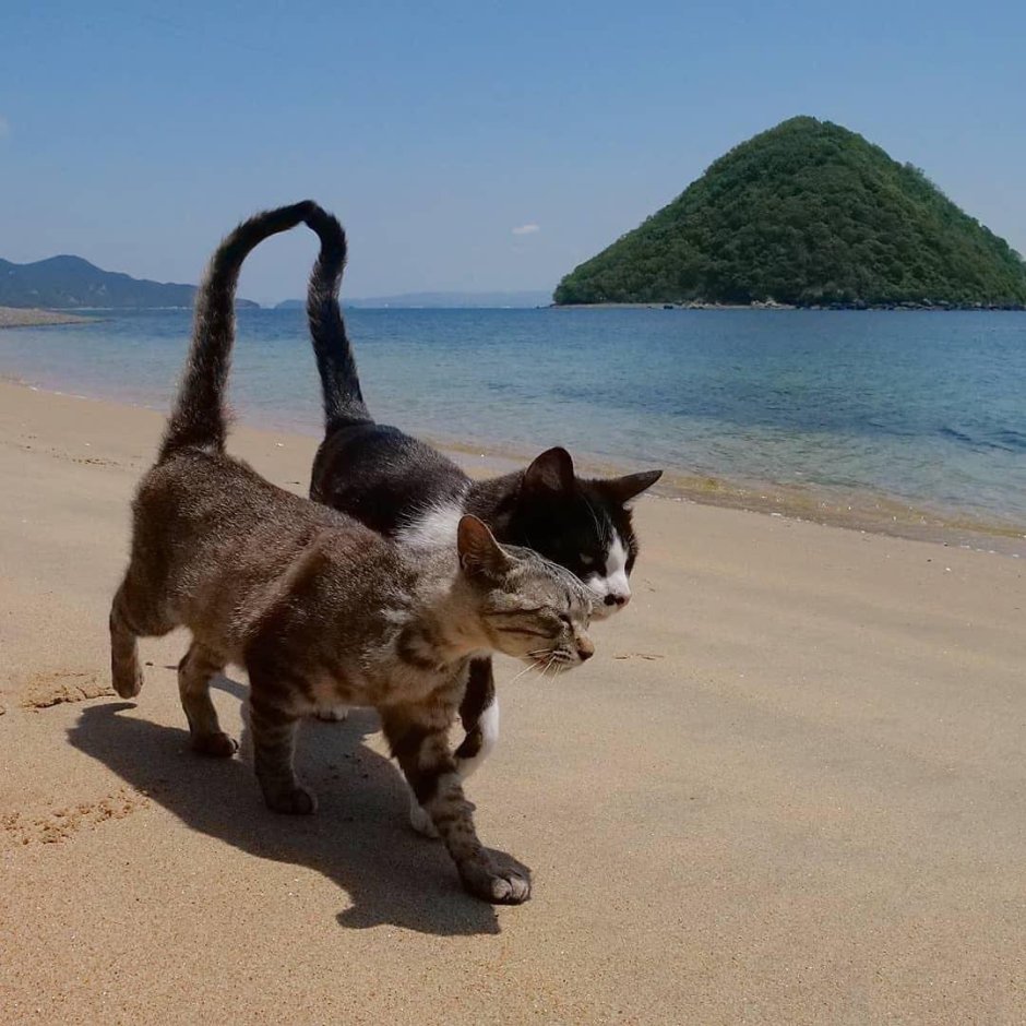 Котик на море
