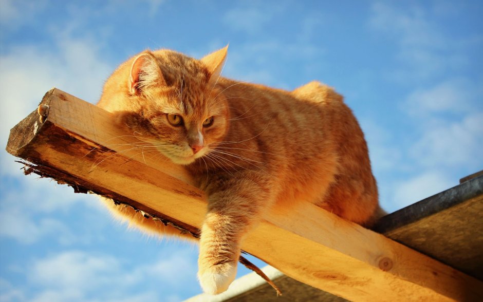 Котёнок и солнышко