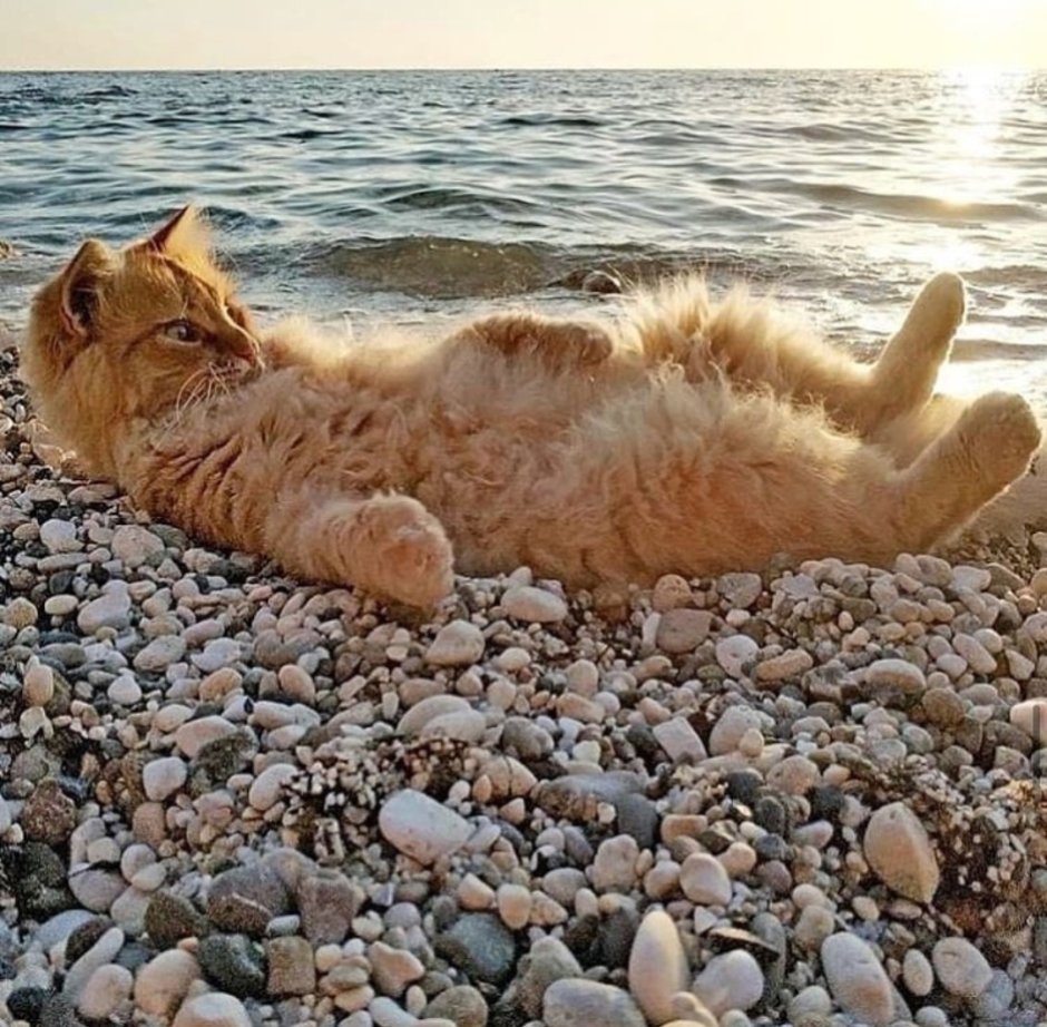 Рыжий кот на море
