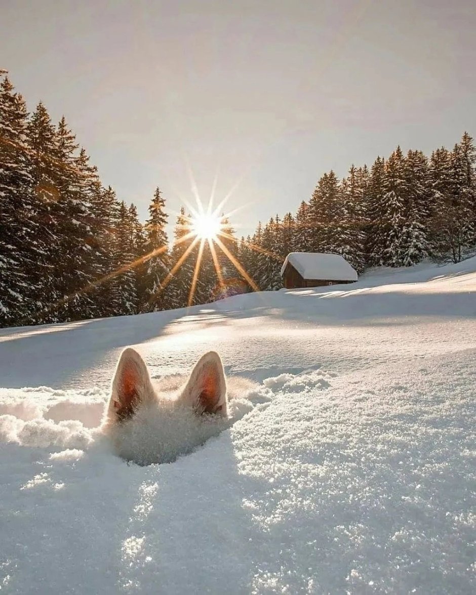 Снежное утро