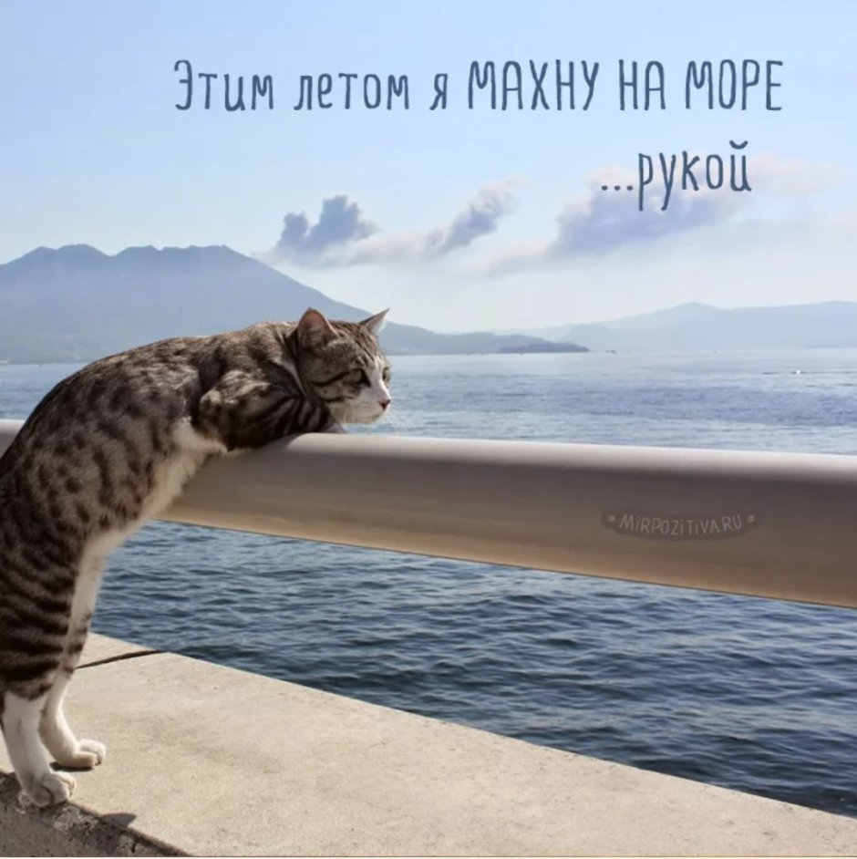 Котик в отпуске