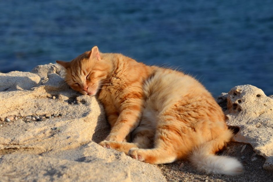 Кот на пляже