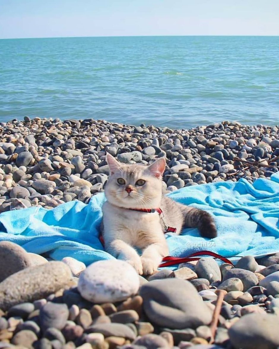 Смешной кот на пляже