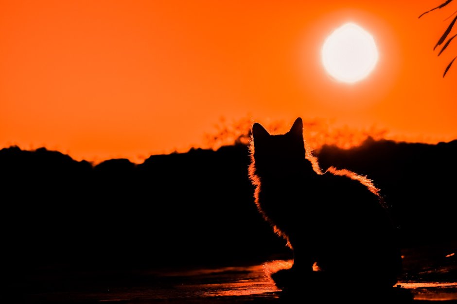 Кот любуется закатом