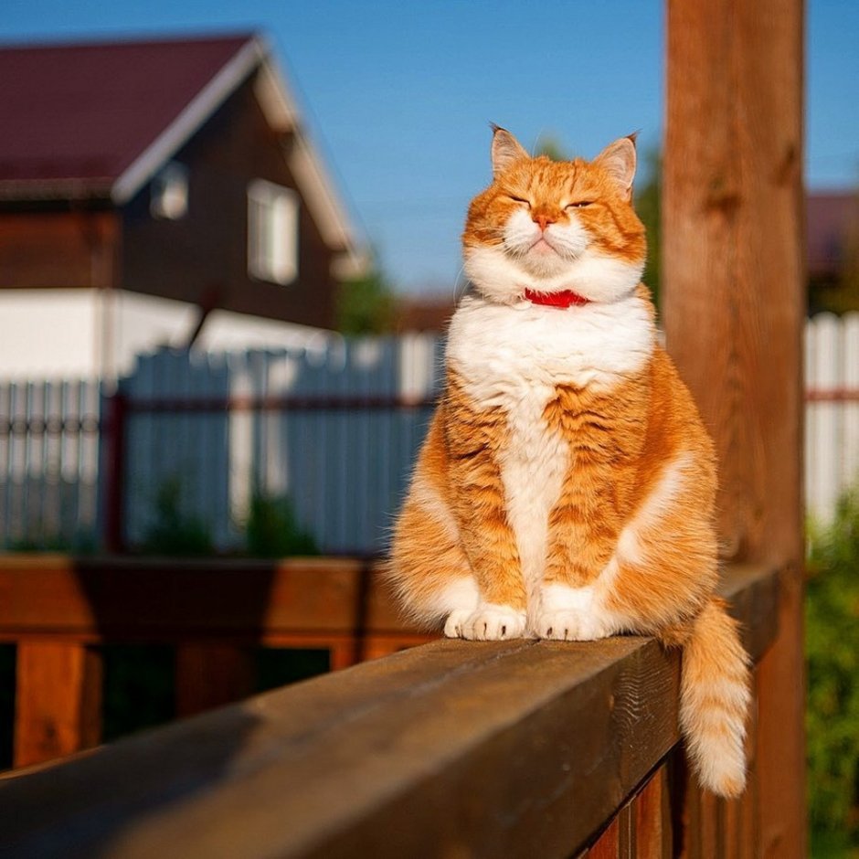 Рыжий кот улыбается