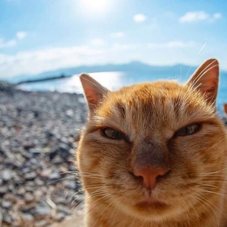 Смешной кот