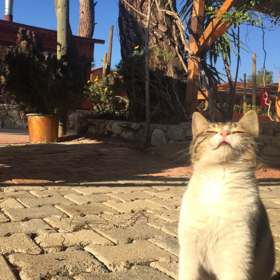 Коты на солнышке
