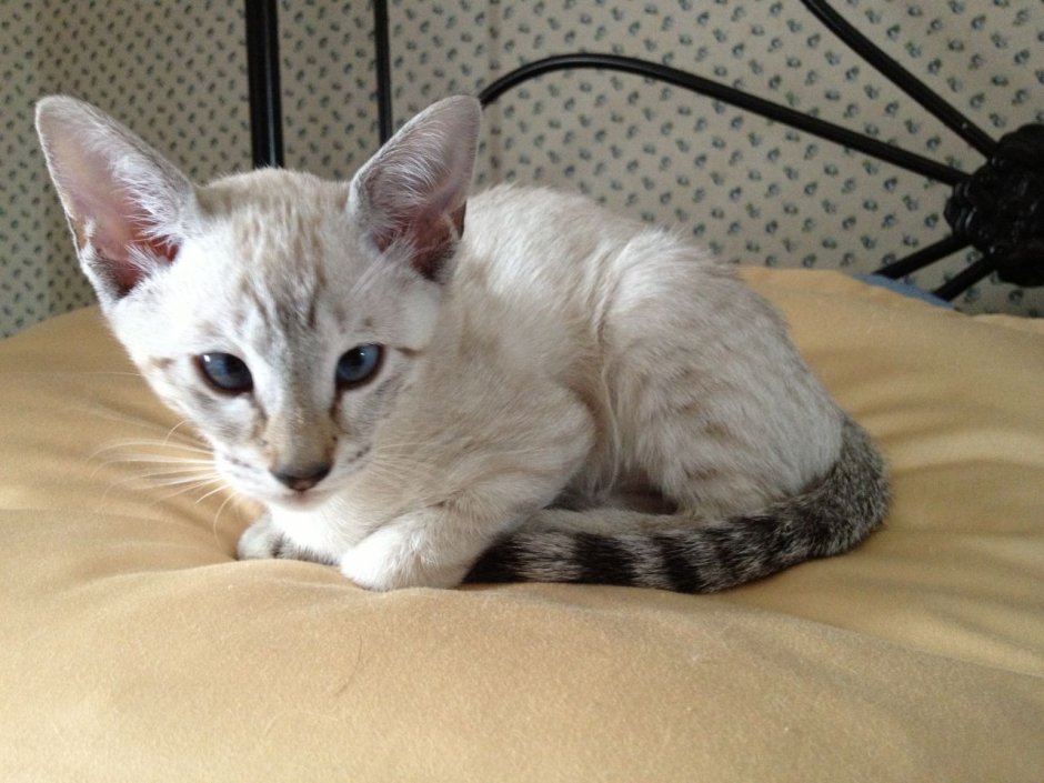 Бенгальская Сиамская кошка