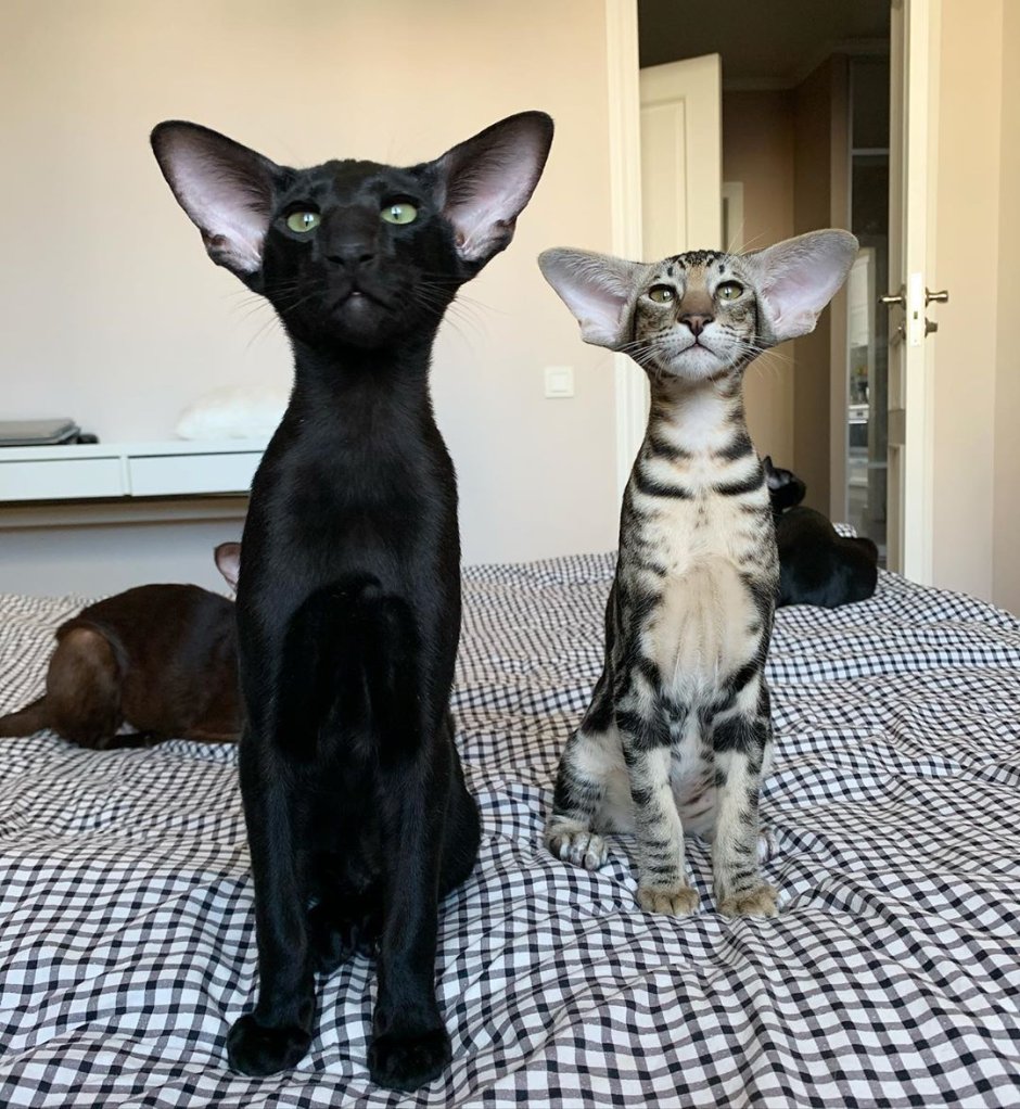 Коты-няньки ориенталы