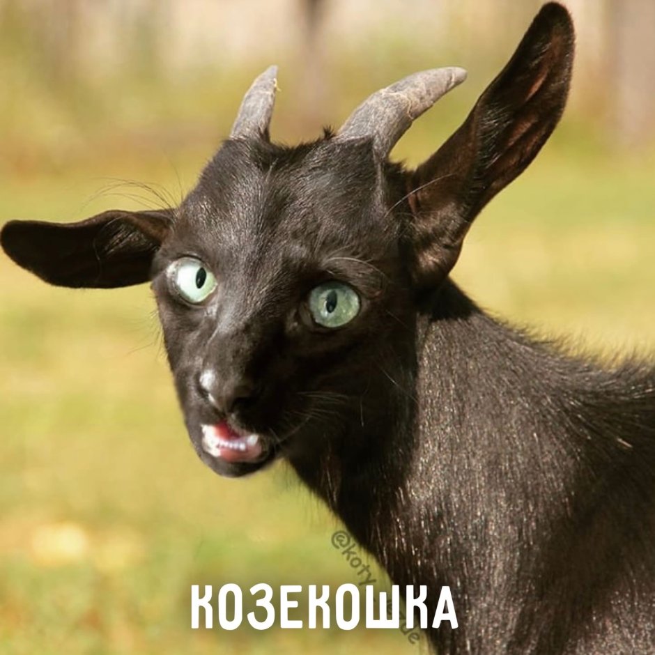 Гибриды кошек