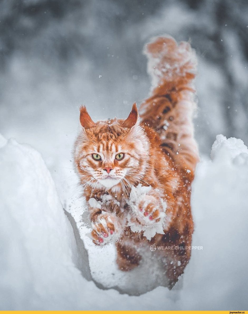 Рыжий кот из снега