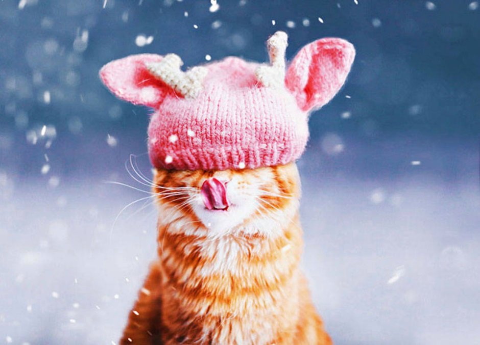 Зимний кот